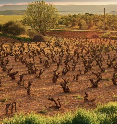 Ribera del Duero, un oasis vinícola repleto de diversidad