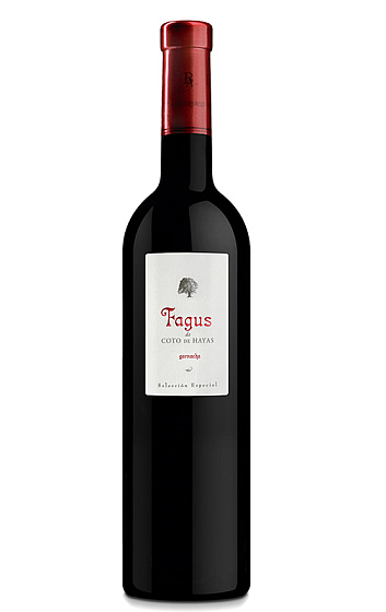 Fagus de Coto de Hayas 2015