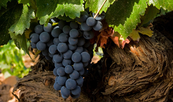 Garnachas históricas de Campo de Borja