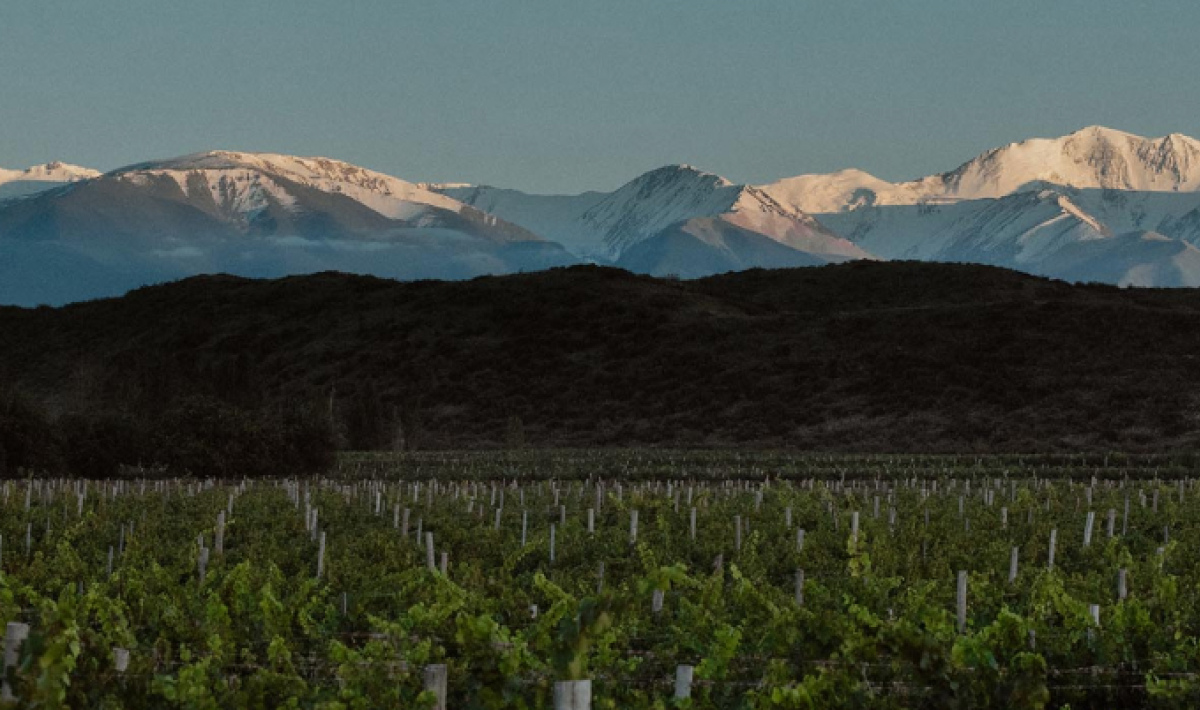 Guía de vinos del Nuevo Mundo