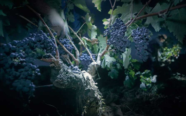 Imagen de las uvas de noche