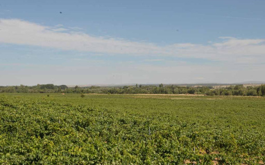 Panorámica de viñedos en llanura