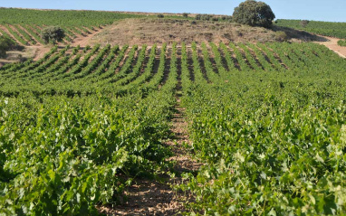 Viñedos en ladera