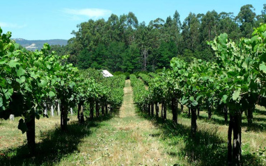 A Gaviñeira