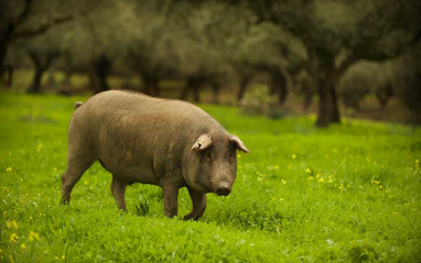 Cerdo ibérico puro de bellota