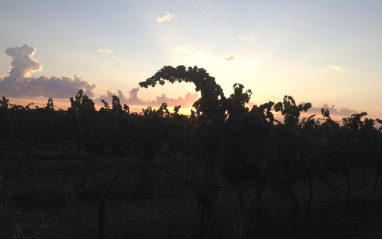 Amanecer en el viñedo