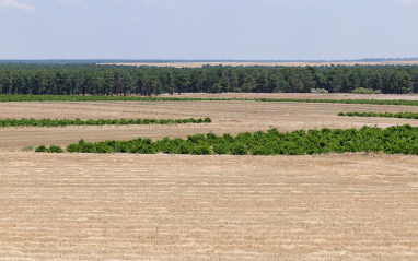 Campos de cereal y viñedos