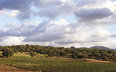 Paisaje de viñedos de la finca