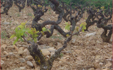 Detalle de la cepa y los suelos de Finca Allende