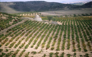 Hectáreas de viñedo de Alto Moncayo