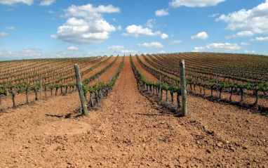 Panorámica de viñedos