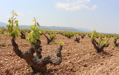 Cepas de Barahonda durante la primavera de 2017