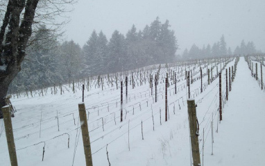 Viñedos nevados