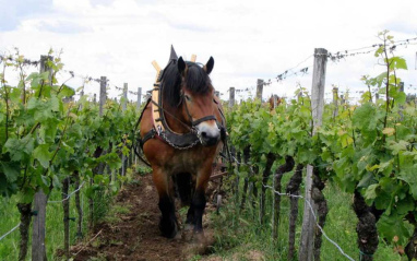 La bodega practica la viticultura biodinámica