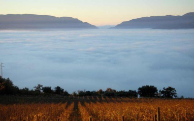 La niebla cae sobre la viña 