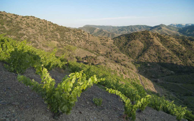 Panorámica de viñedos