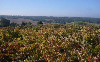 Vistas de las viñas