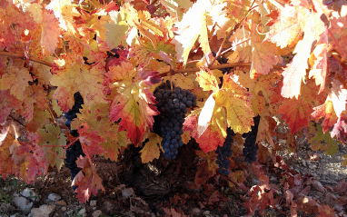 Las uvas durante su maduración