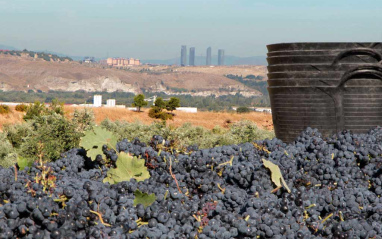 Viñedos y al fondo la ciudad con las cuatro torres