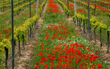 Las flores actúan para prevenir enfermedades en el viñedo