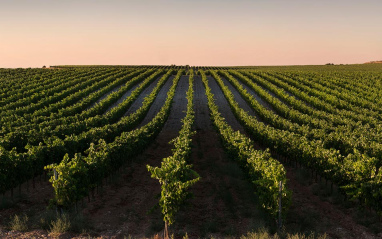 Vista del viñedo