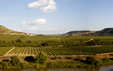 Panorámica de viñedos