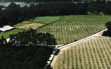 Una parte de las 5 hectáreas de viñedo de la bodega