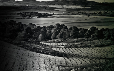 Vista del viñedo en blanco y negro