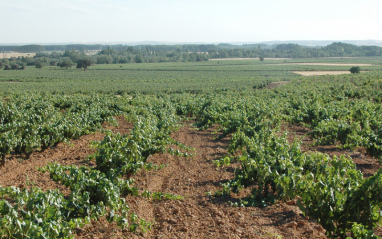 Viñedos de Ferratus