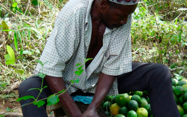 EntreCaléndula y naranjas de Tanzania