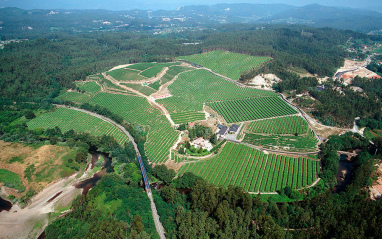 Imagen aérea de los viñedos