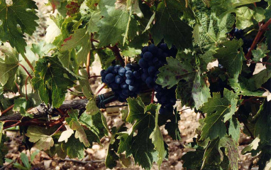 Tinta del País (Tempranillo) 