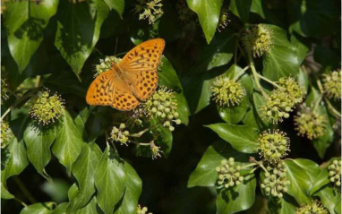 Mariposas en la viña