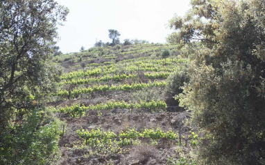 Imagen típica de las laderas del Priorat