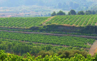 Viñedo