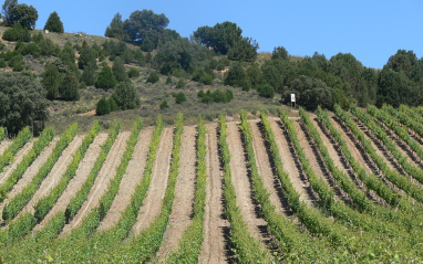 Viñedo en Ribera del Duero