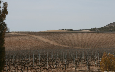 El viñedo en invierno