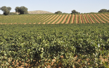 Viñedo de Viñas del Jaro en Ribera del Duero