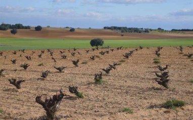 Paisaje de cepas podadas