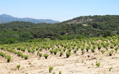 Las cepas plantadas en un suelo mayoritariamente franco-arenoso