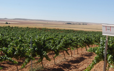 Viñedo de Chardonnay