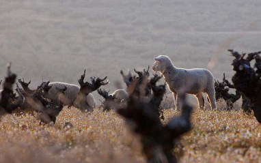 Rebaño de ovejas en el viñedo