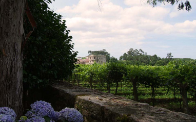 Una de las 12 hectáreas de viñedo de Pazo de Barrantes