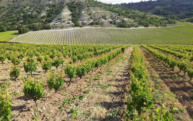 Las viñas con hoja