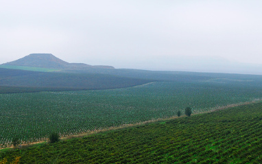 Panorámica de las viñas desde un alto