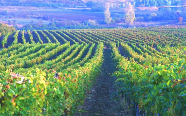 Paisaje de viñedos en Hungría