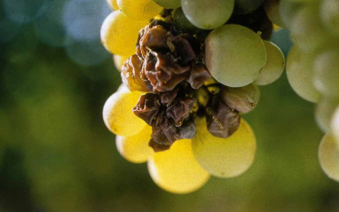 Uvas botritizadas (aszú)