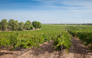 Viñedos de Vinos Sanz