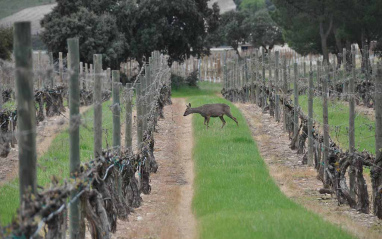 Visitantes inesperados entre el viñedo 