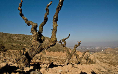 Cepas en La Rioja.